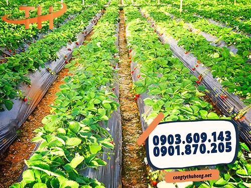 Màng phủ nông nghiệp đen Màng phủ nông nghiệp đen