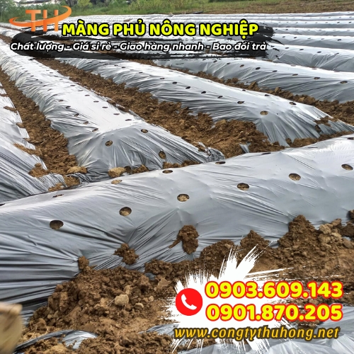 Màng phủ nông nghiệp đục lỗ giá rẻ Màng phủ nông nghiệp đục lỗ giá rẻ