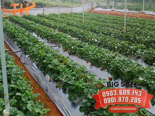 Màng phủ nông nghiệp Màng phủ nông nghiệp giá rẻ