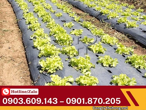 Màng phủ nông nghiệp Màng phủ nông nghiệp giá tốt tại TPHCM