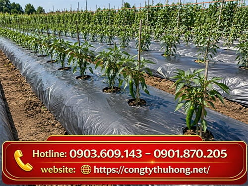 Màng phủ nông nghiệp Màng phủ nông nghiệp khổ lớn bền