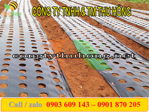 Đục lỗ màng phủ nông nghiệp trồng trọt