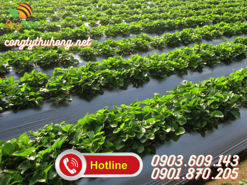 Màng phủ nông nghiệp