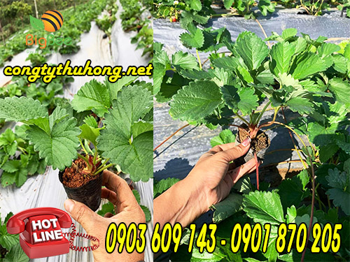 màng phủ nông nghiệp giá rẻ hcm