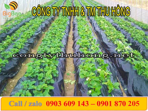 Sử dụng màng phủ nông nghiệp trong canh tác