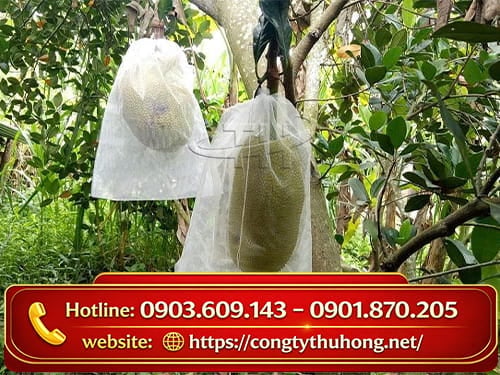 Túi bọc mít dây rút Mua sỉ túi bọc mít