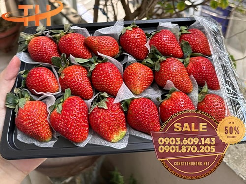 mút xốp foam bọc hàng Mút xốp foam bọc hàng giá rẻ nhất