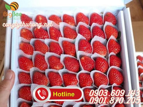 Mút xốp pe foam chèn hoa quả