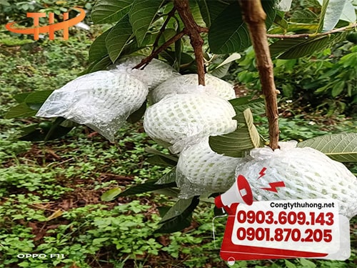 Bảo vệ trái ổi Nhà sản xuất bao bọc ổi