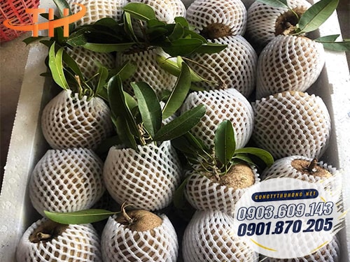 Bảo vệ sản phẩm Nhà sản xuất xốp bọc trái cây giá rẻ