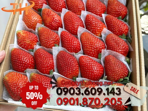 Xốp foam bọc trái cây Nơi sản xuất xốp foam