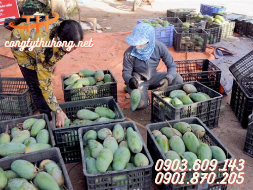 Rổ nhựa đựng xoài xuất khẩu