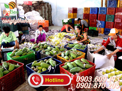 Rổ nhựa đựng xoài