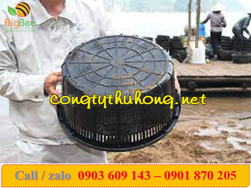 Rổ nhựa nuôi ngao, nuôi hải sản