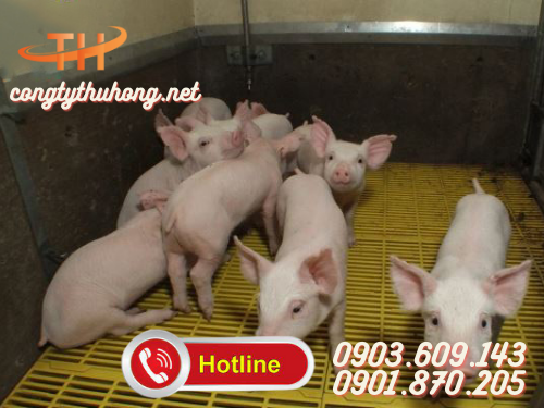 Sàn chăn nuôi heo