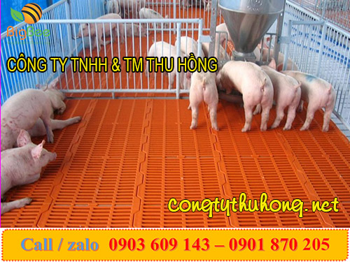 Sử dụng tấm nhựa làm sàn nuôi heo giống