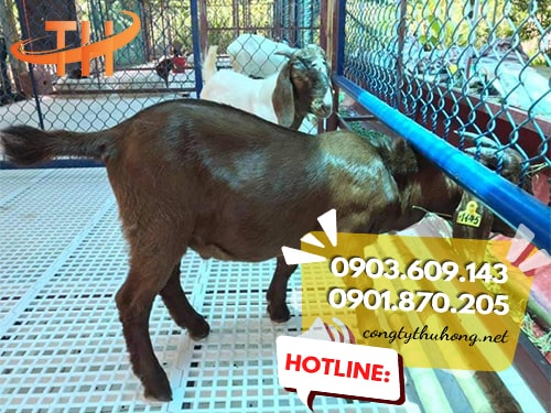 Sàn nhựa chăn nuôi dê cao cấp Sàn nhựa chăn nuôi dê cao cấp