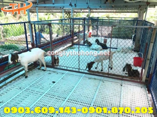 Sàn nhựa chăn nuôi dê Sàn nhựa chăn nuôi dê