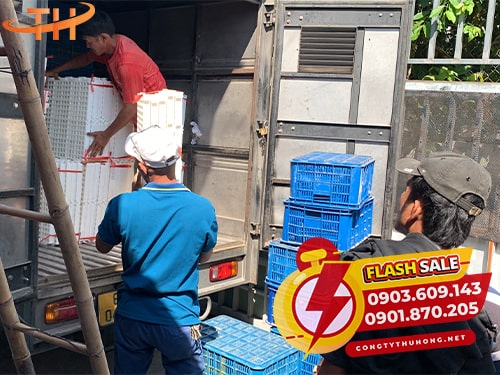 Sàn nhựa chăn nuôi giá sỉ Sàn nhựa chăn nuôi giá sỉ