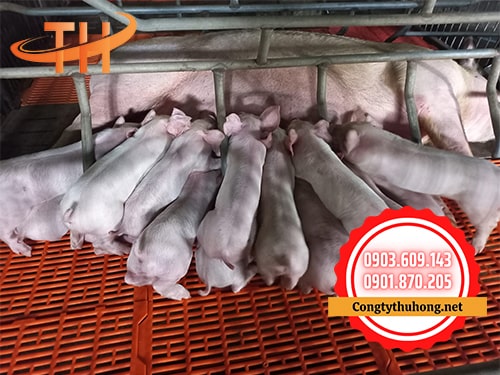 Sàn nhựa chăn nuôi heo màu cam Sàn nhựa chăn nuôi heo màu cam