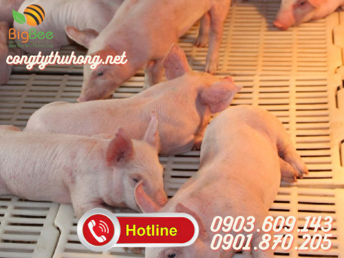 sàn nhựa chăn nuôi heo