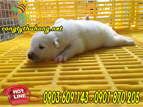 tấm nhựa lót sàn chăn nuôi