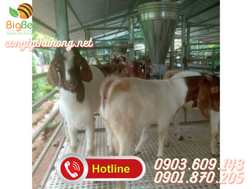 Sàn nhựa nuôi dê giá rẻ