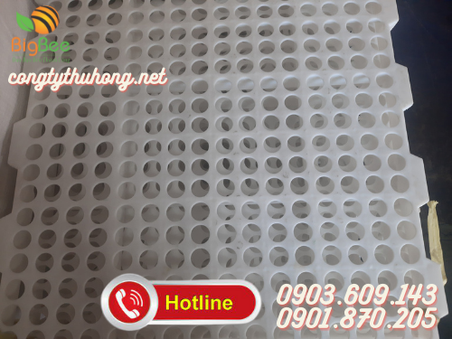 Sàn nhựa nuôi dê mắt tròn