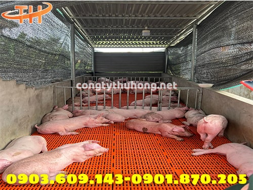 Sàn nhựa nuôi heo giá rẻ Sàn nhựa nuôi heo giá rẻ