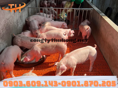 Sàn nhựa nuôi heo giá rẻ