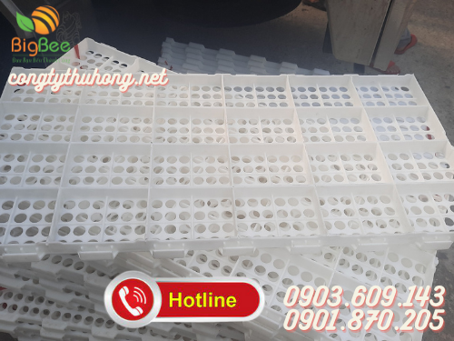Sàn nhựa nuôi heo