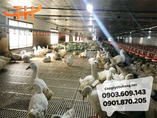 Sàn nhựa nuôi vịt giá rẻ Sàn nhựa nuôi vịt giá rẻ