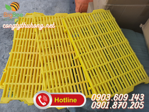 sàn nhựa vàng nuôi heo