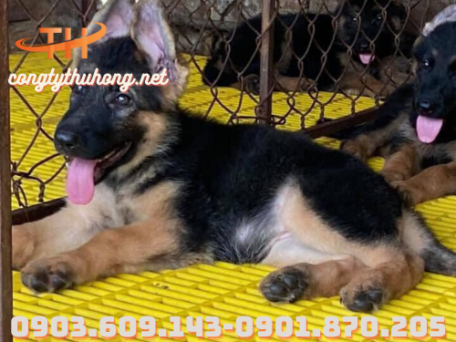 Sàn nuôi chó mèo