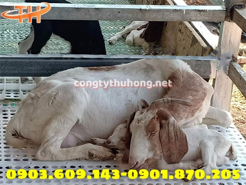 Sàn nuôi dê lỗ tròn Sàn nuôi dê lỗ tròn