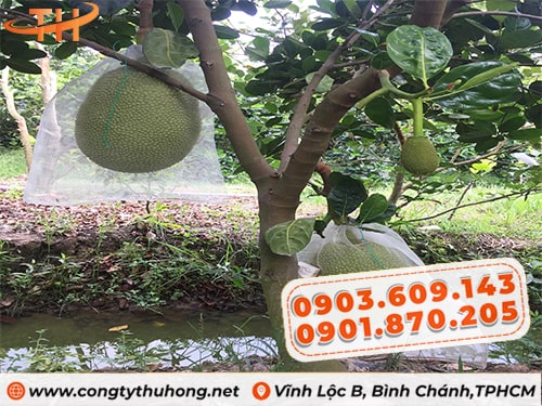 Túi bao mít Sản xuất túi bao mít