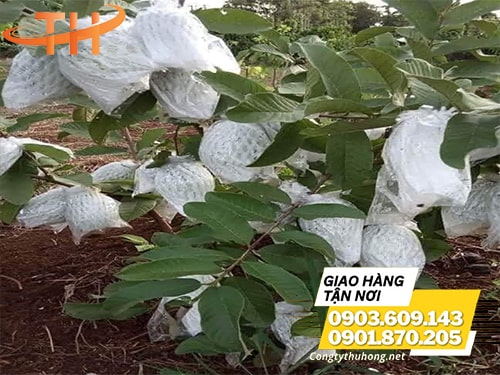 Xốp bọc ổi Sản xuất xốp bọc trái cây