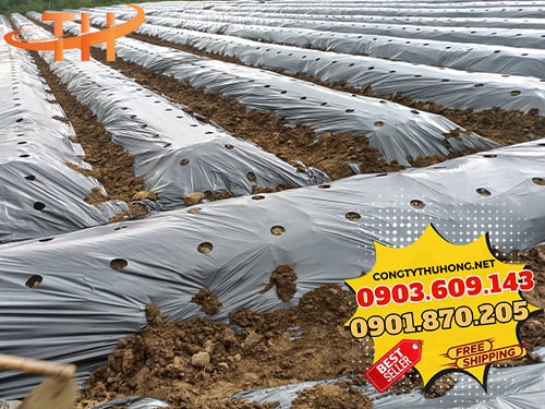 Màng phủ nông nghiệp Sỉ màng phủ nông nghiệp