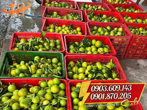 Sóng nhựa Sóng nhựa mua ở đâu giá rẻ