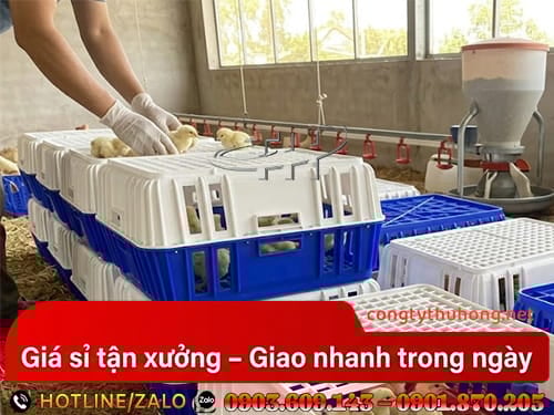 Sọt nhựa đựng gà Sọt nhựa đựng gà