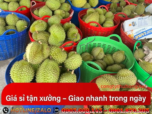 sọt nhựa tròn sọt nhựa tròn bền đẹp giá sỉ