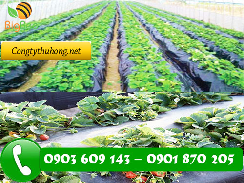 màng phủ nông nghiệp giá rẻ