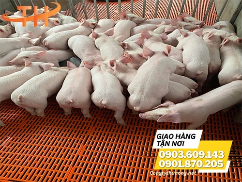 Tấm lót sàn chuống chăn nuôi Tấm lót sàn chuống chăn nuôi