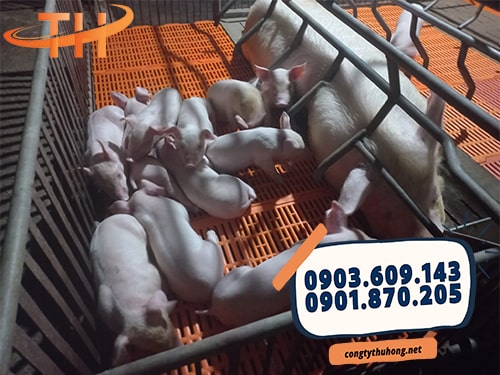 Tấm lót sàn nuôi heo chất lượng Tấm lót sàn nuôi heo chất lượng