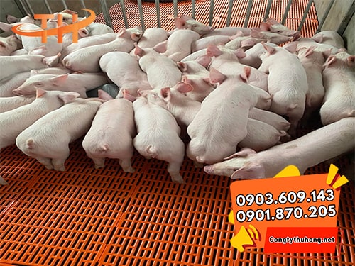 Tấm nhựa lót sàn chuồng heo Tấm nhựa lót sàn chuồng heo