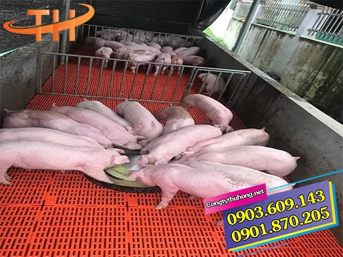 Tấm sàn nhựa lót chuồng lợn Tấm sàn nhựa lót chuồng lợn