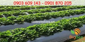 Màng phủ nông nghiệp bảo vệ cây trồng