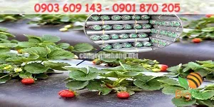 Cuộn màng phủ trồng các loại cây ăn quả