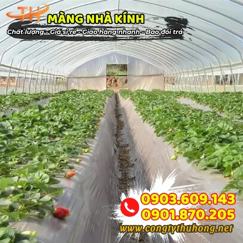 MÀNG NILON LÀM NHÀ KÍNH