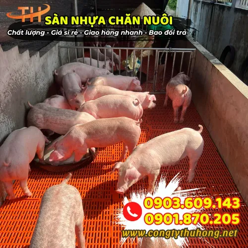 SÀN NHỰA CHĂN NUÔI HEO